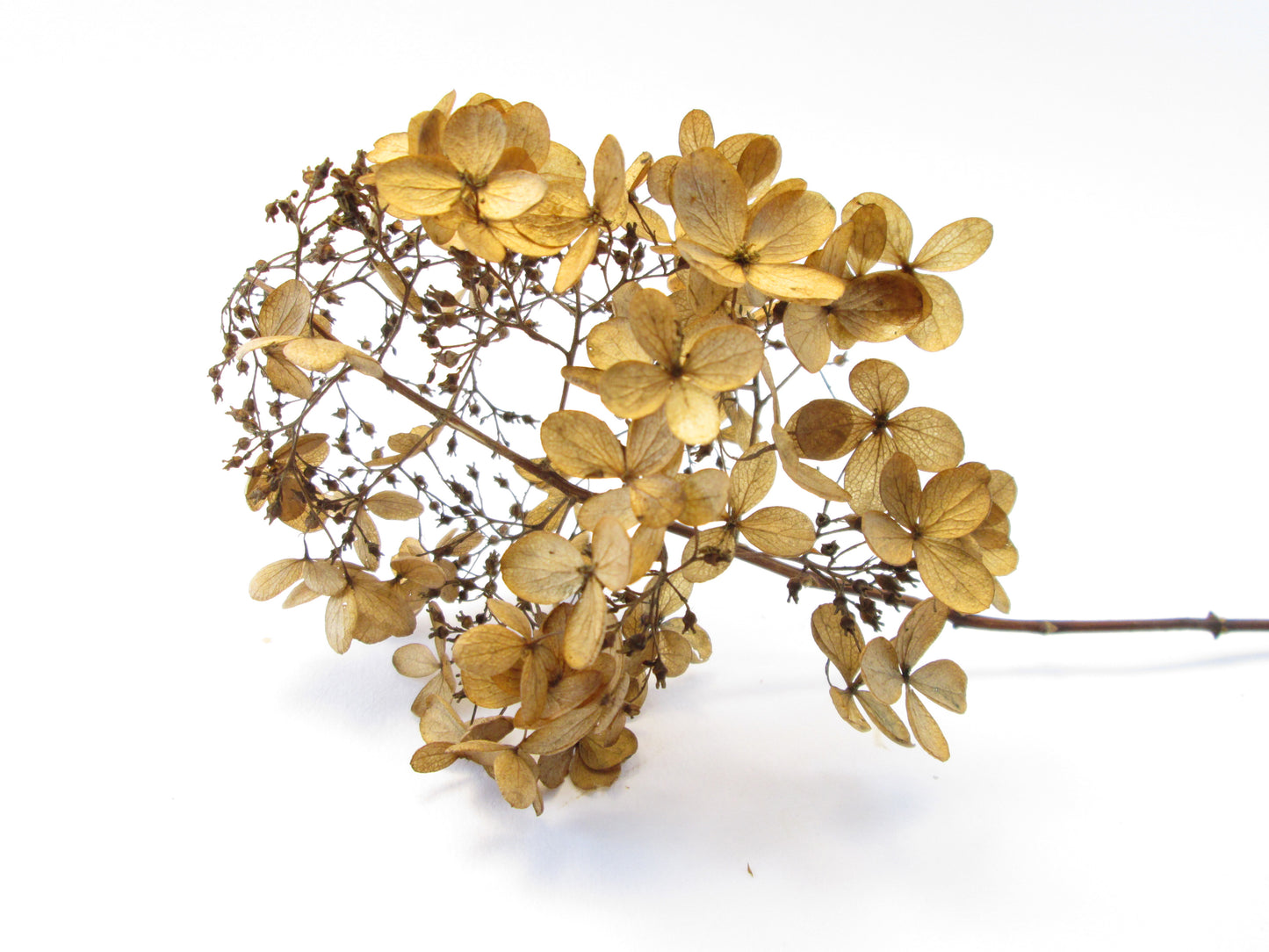 FADE - Hydrangea card