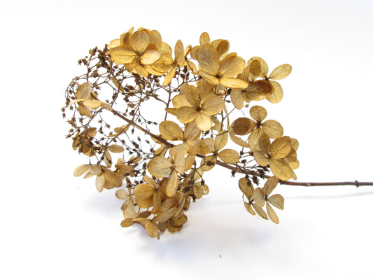 FADE - Hydrangea card