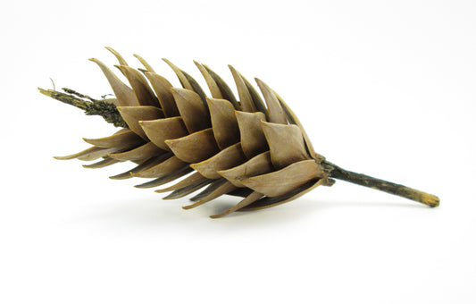 FADE - Monkey Puzzle card