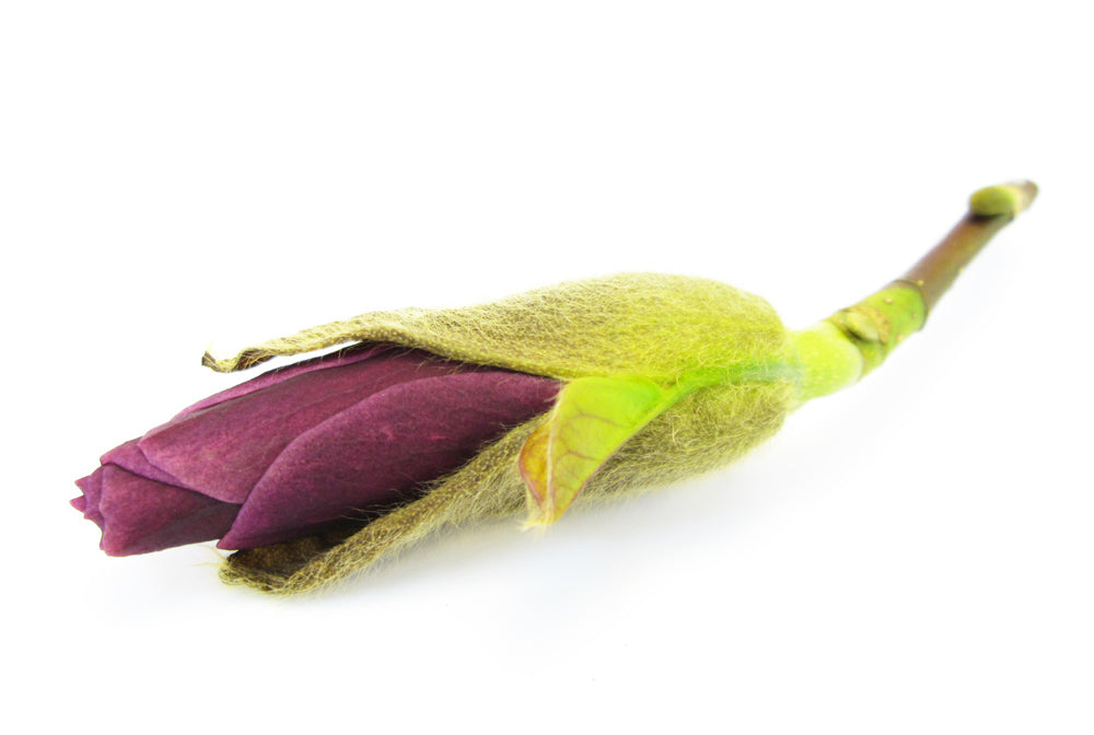 BUD - Magnolia Bud card