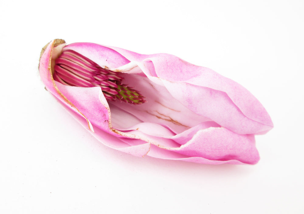FADE - Magnolia Female print