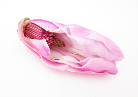 FADE - Magnolia Female print