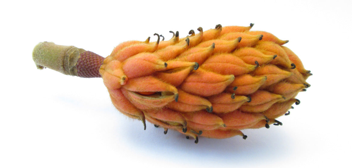 FADE - Magnolia Pod card