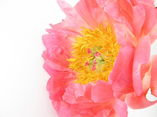 BLOOM - Market Peony card