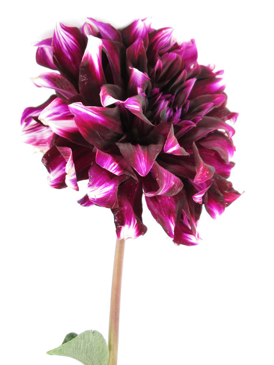 BLOOM Purple Dahlia card