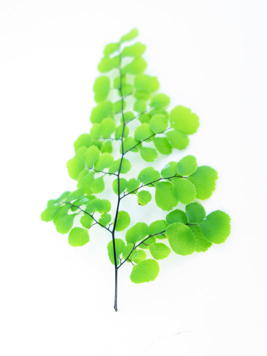 BUD - New Fern card