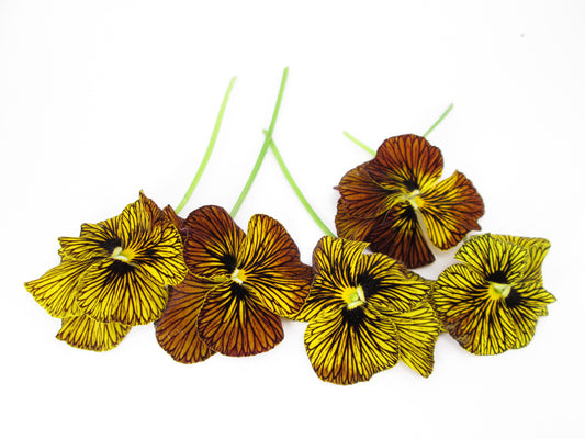BLOOM, DARK BLOOM - Pansies Striped Row card