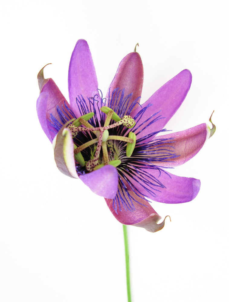 BLOOM - Passion card