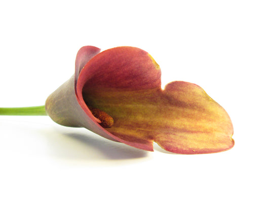 BLOOM, DARK BLOOM - Pink Calla Lily print