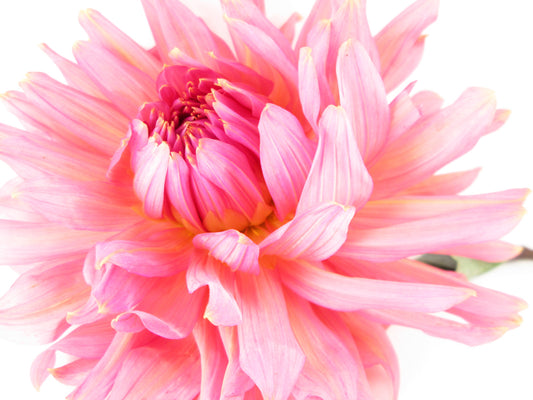 BLOOM - Pink Dahlia card