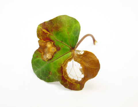 FADE - Lacy Ivy card