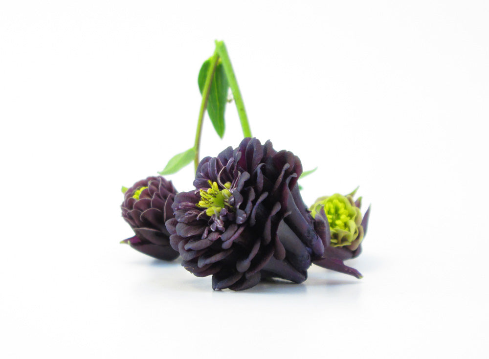 BLOOM, DARK BLOOM - Purple Columbine card