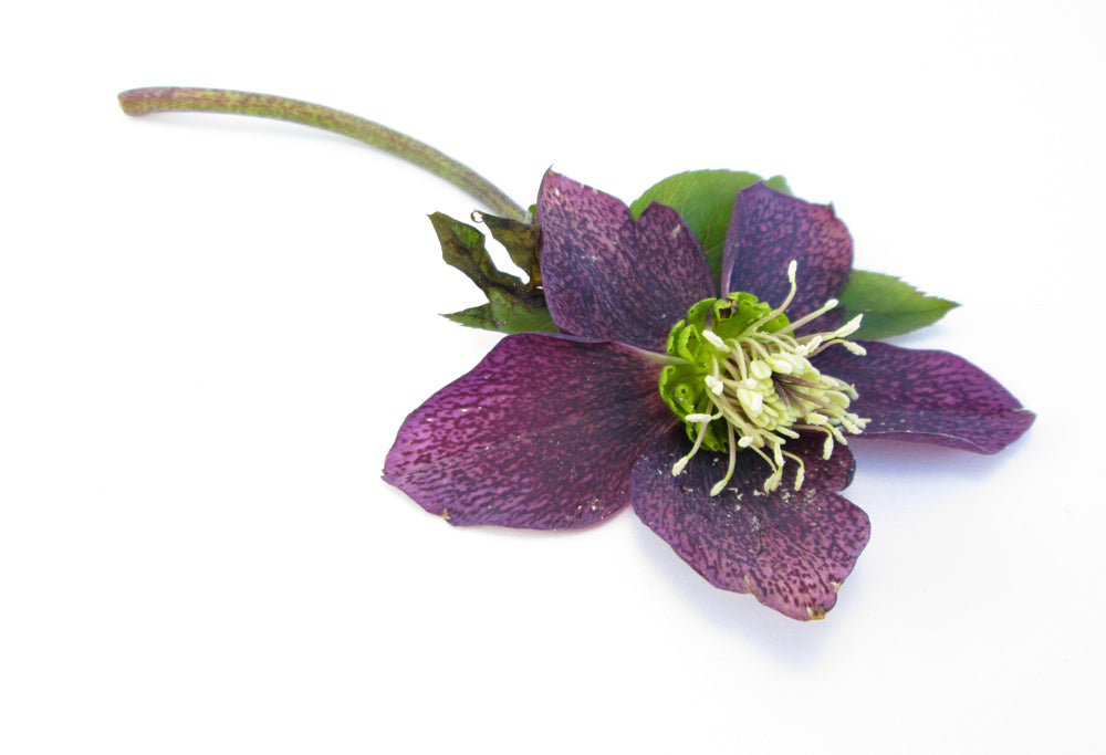 BLOOM, DARK BLOOM - Purple Hellebore card