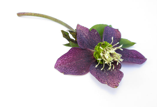 BLOOM, DARK BLOOM - Purple Hellebore card