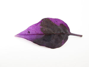 DARK BLOOM - Purple Leaf card