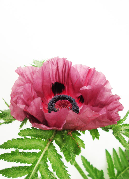 DARK BLOOM - Purple Poppy 2 card