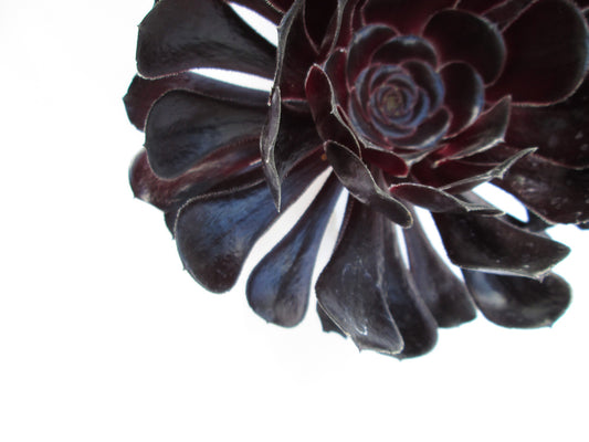 DARK BLOOM - Black Succulent card