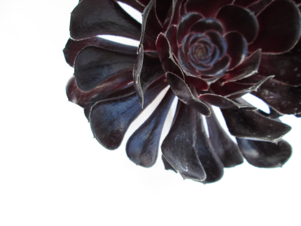 DARK BLOOM - Black Succulent print