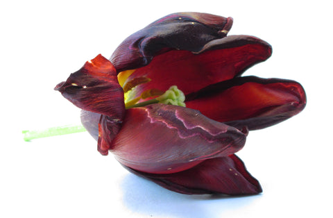 BLOOM, DARK BLOOM - Blooming Tulip card