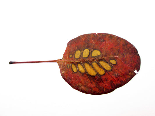 FADE - Red Leaf card