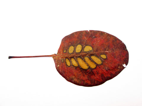 FADE - Red Leaf card