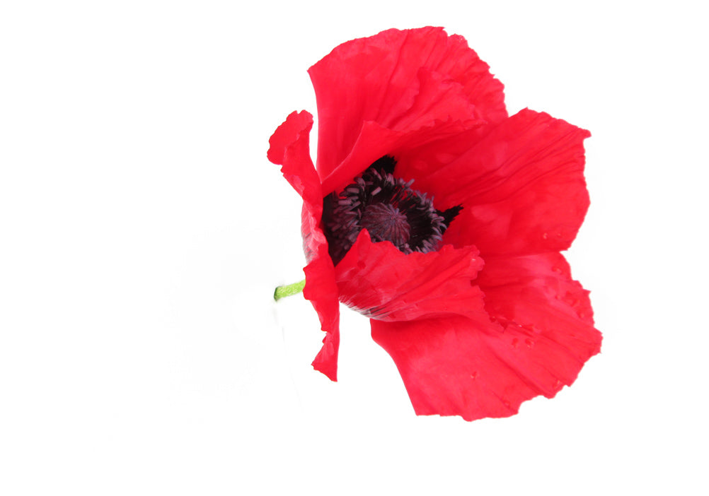 BLOOM, DARK BLOOM - Red Poppy card