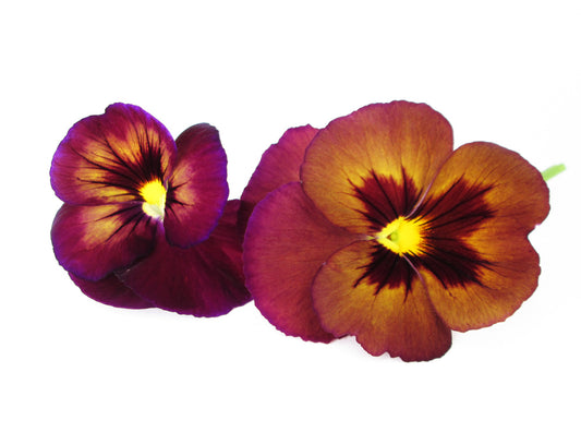 DARK BLOOM - Rich Pansies card
