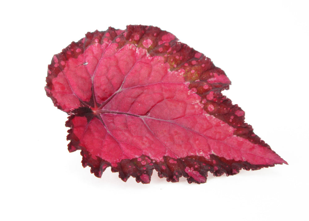 FADE - Leaf Pack 2 card pack