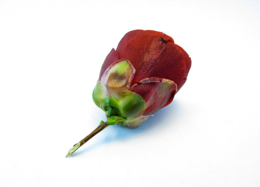 BUD - Red Bud card