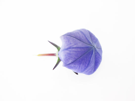 BLOOM - Balloon Flower card