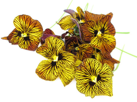 BLOOM, DARK BLOOM - Pansy Huddle card
