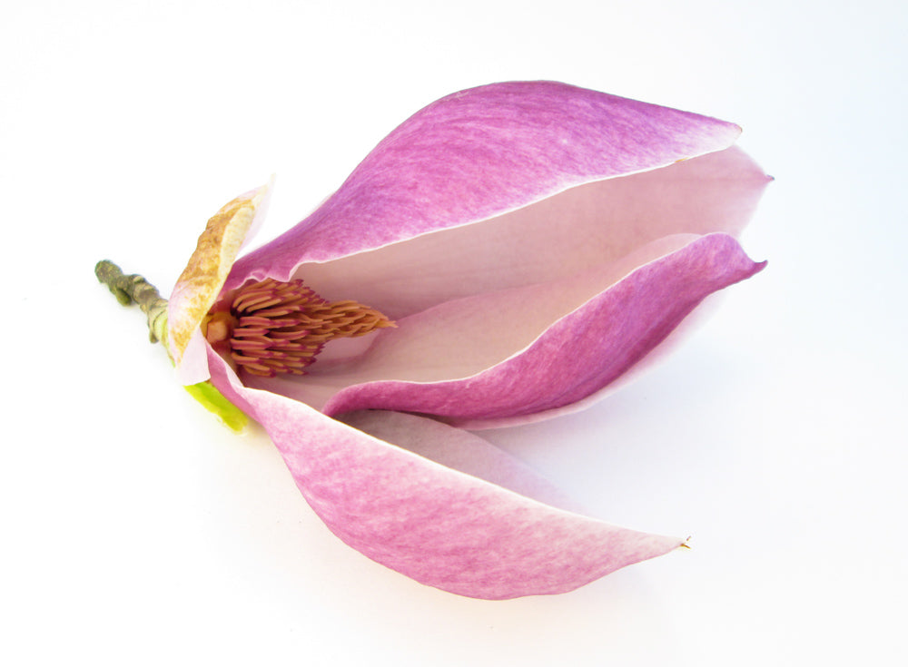 BLOOM - Tulip Tree Open card