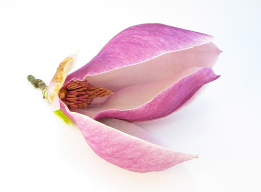BLOOM - Tulip Tree Open card