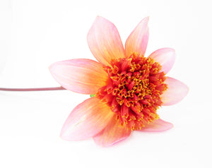 BLOOM - X-ray Orange Flower card