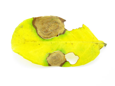 FADE - Yellow Leaf card